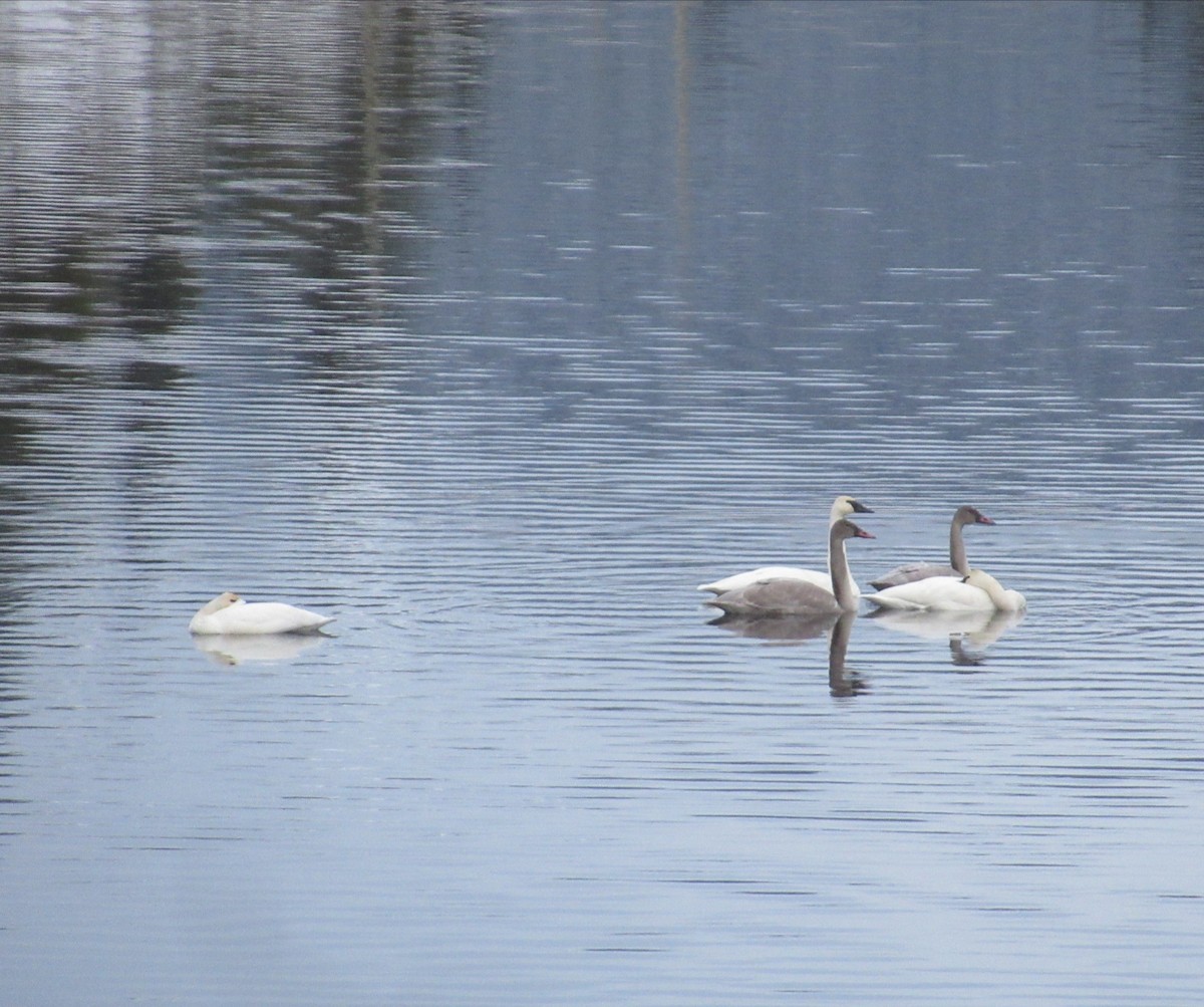 Trumpeter Swan - ML280139191