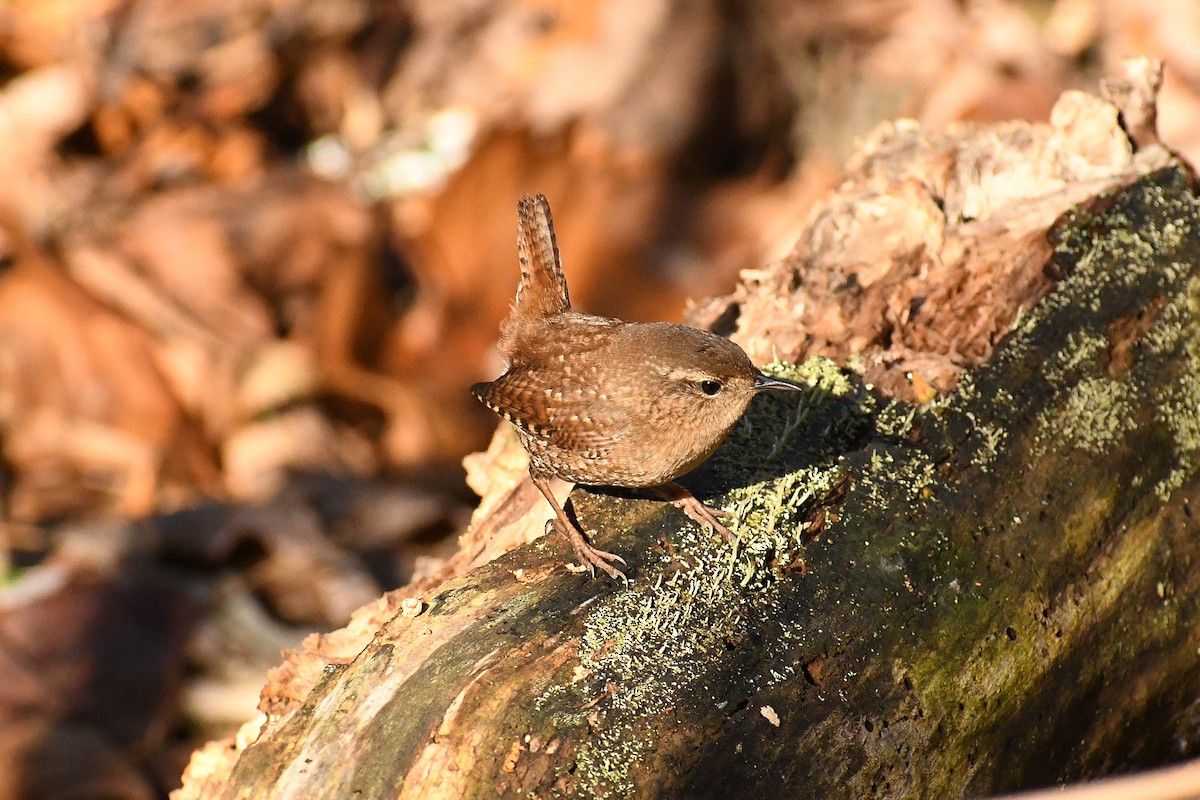 Winter Wren - ML280139491