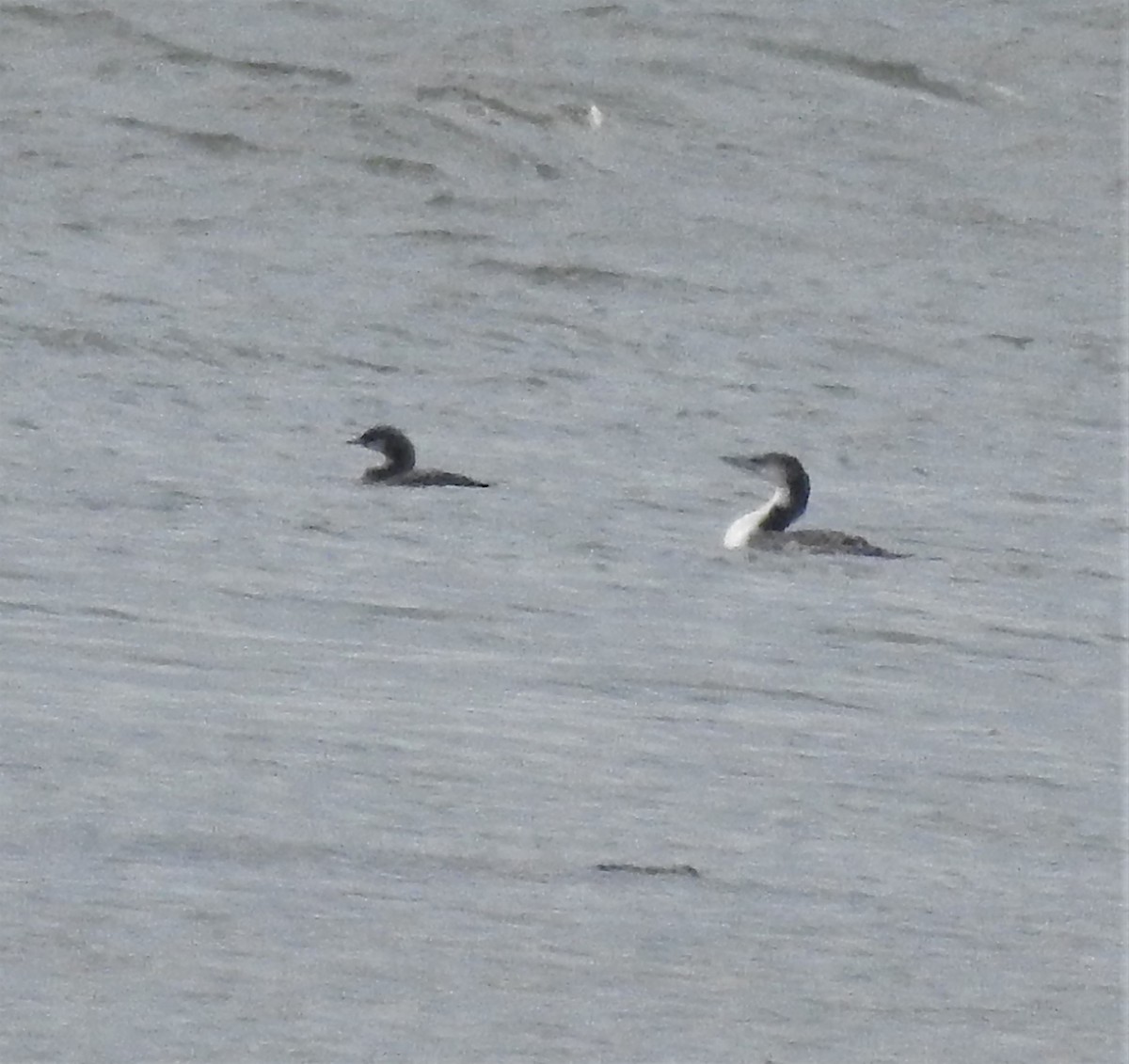 Pacific Loon - ML280140791