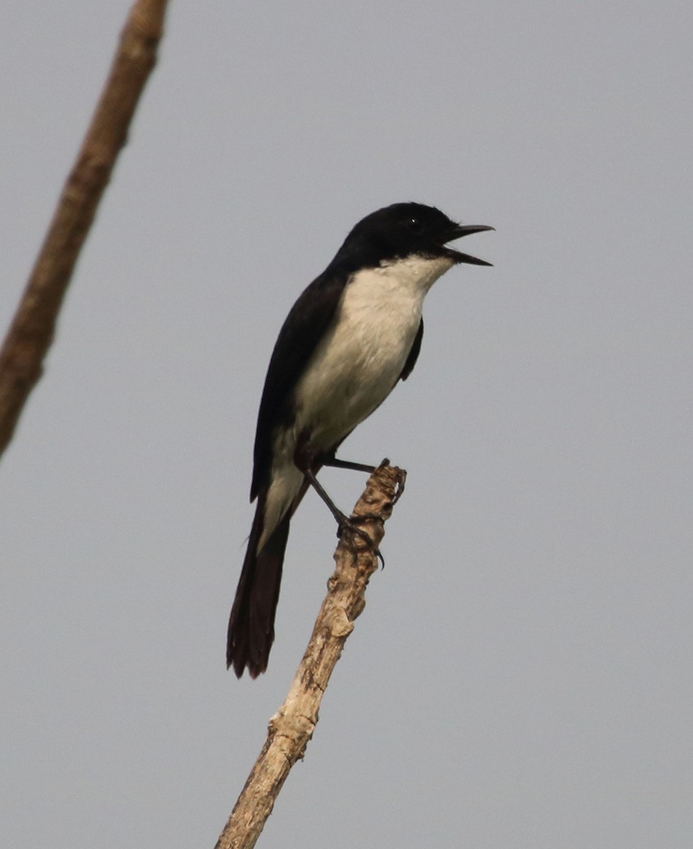 Jerdon's Bushchat - Kaajal Dasgupta