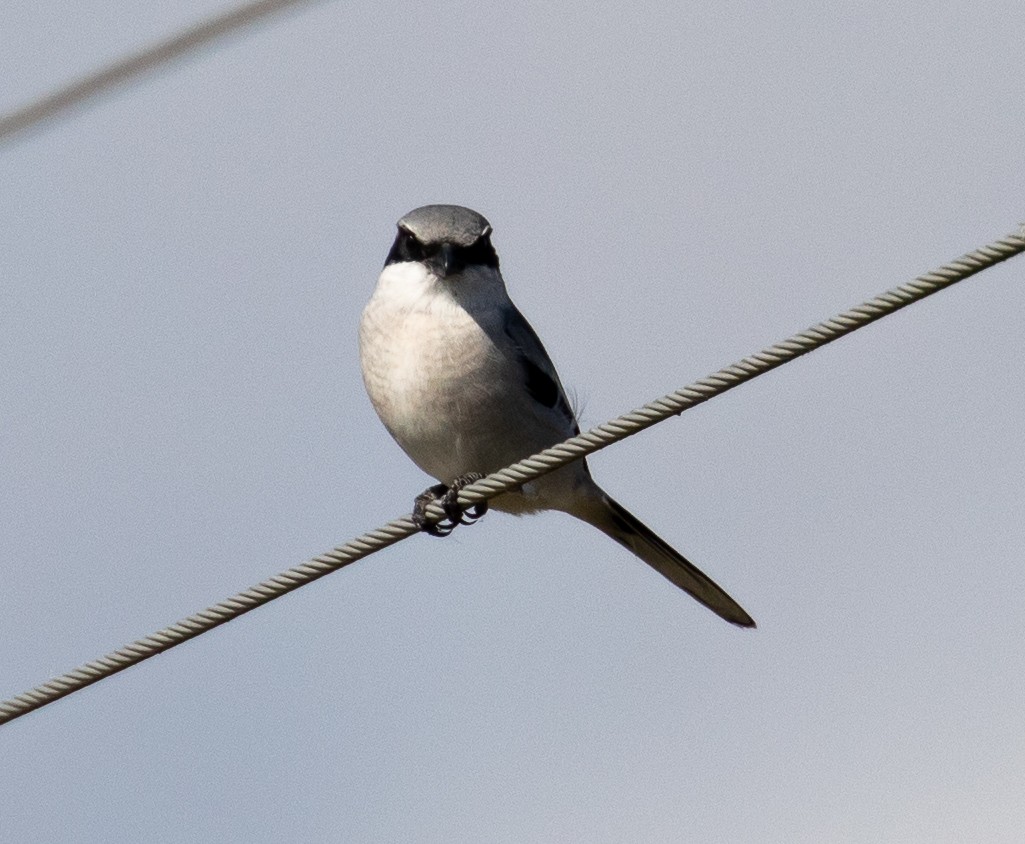 Loggerhead Shrike - ML280142151