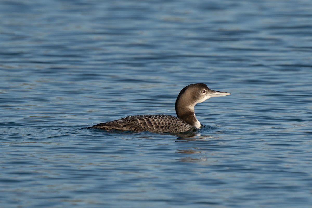 Common Loon - ML280145461