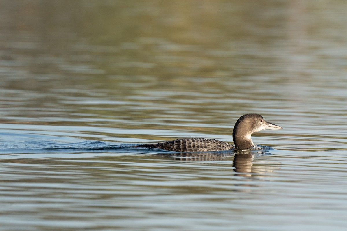 Common Loon - ML280145471