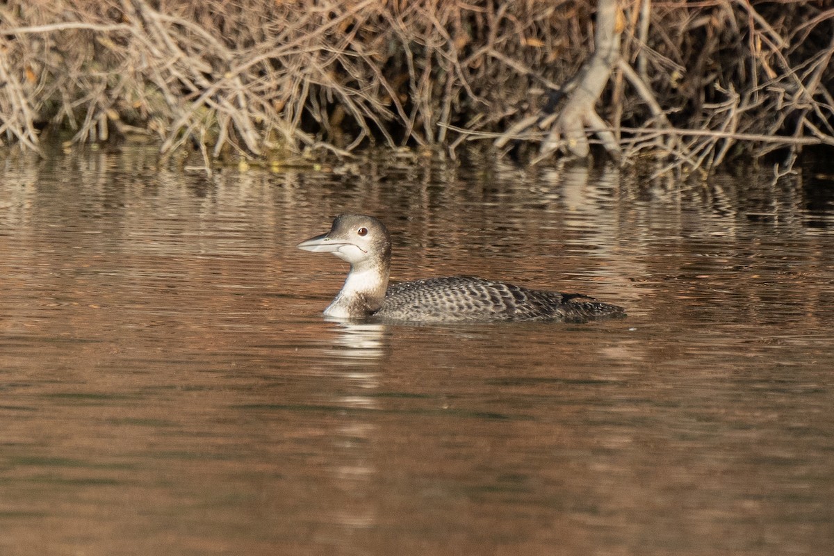 Common Loon - ML280145491