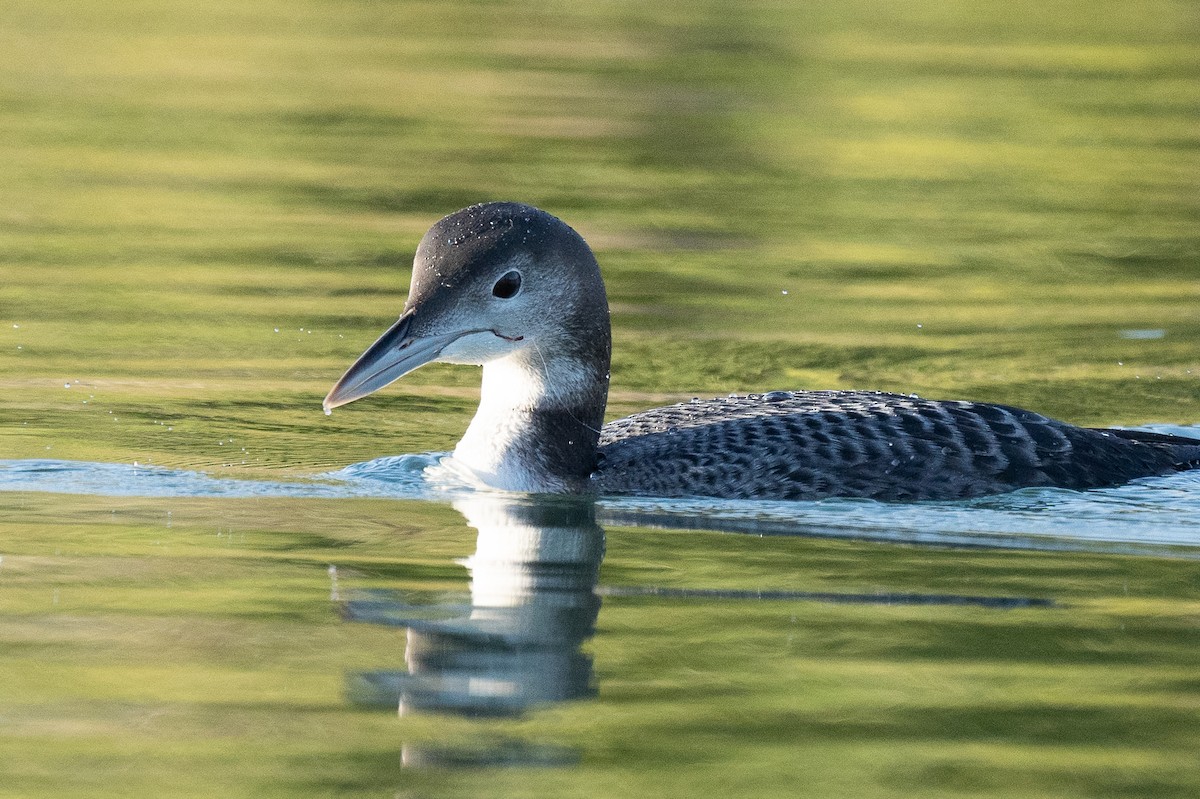 Common Loon - ML280145521