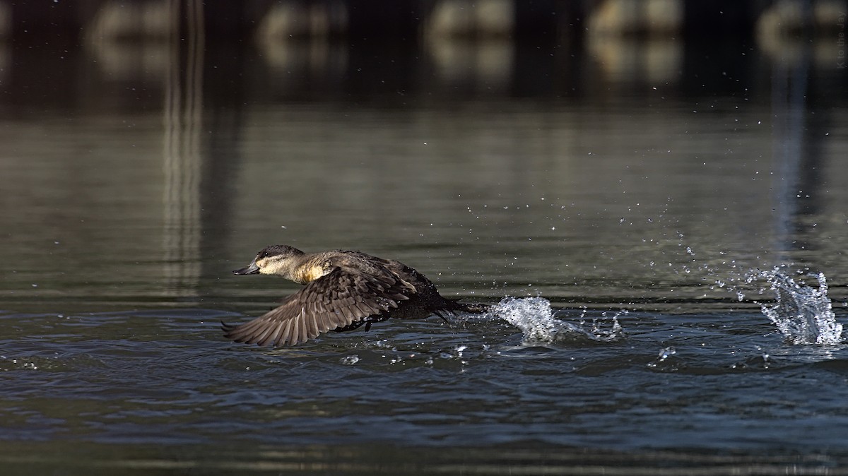 Ruddy Duck - ML280146751