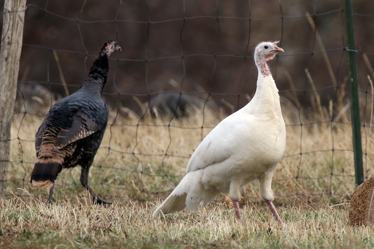 Wild Turkey - Marlene Cashen