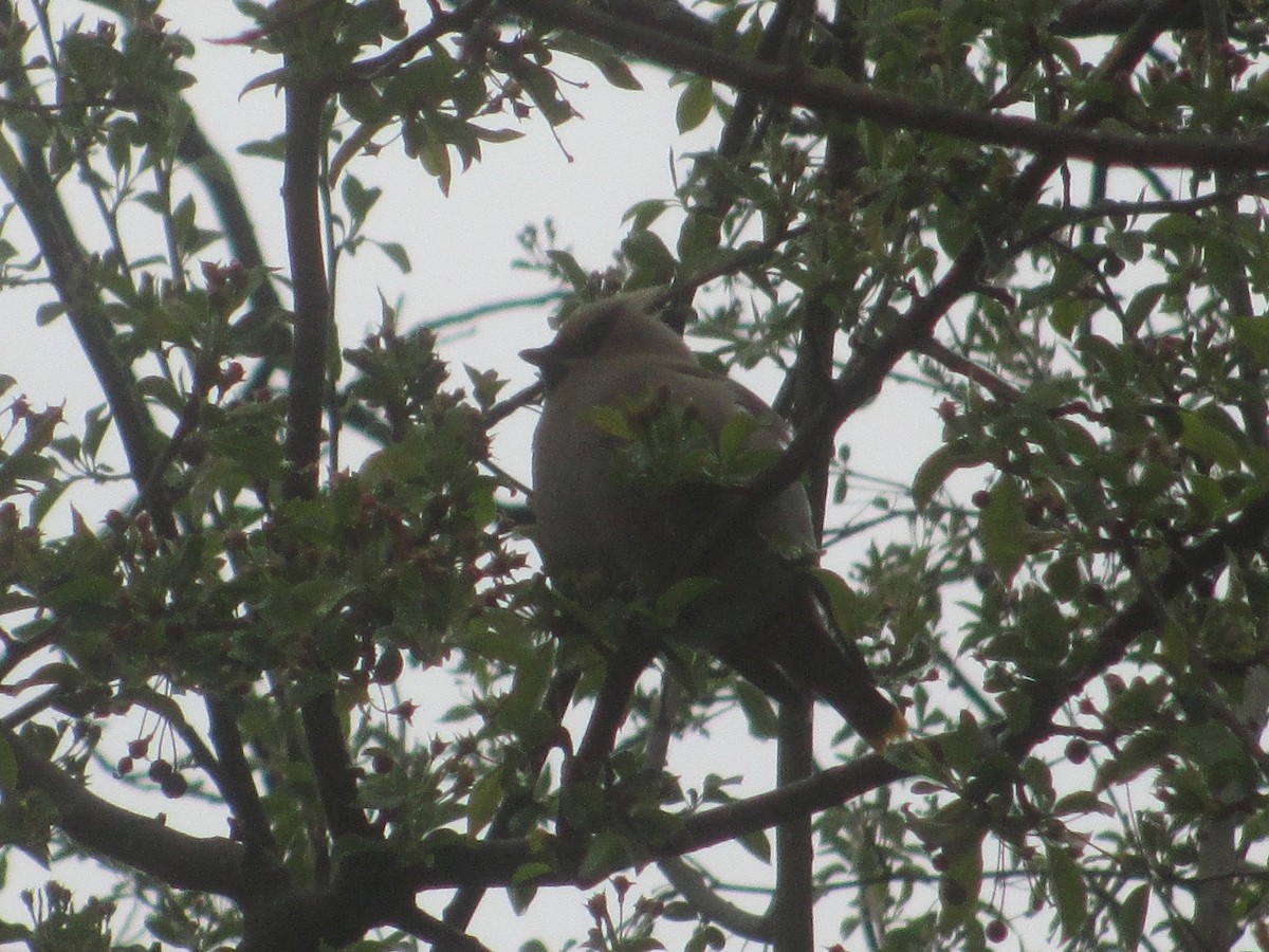 Bohemian Waxwing - Adam Burnett