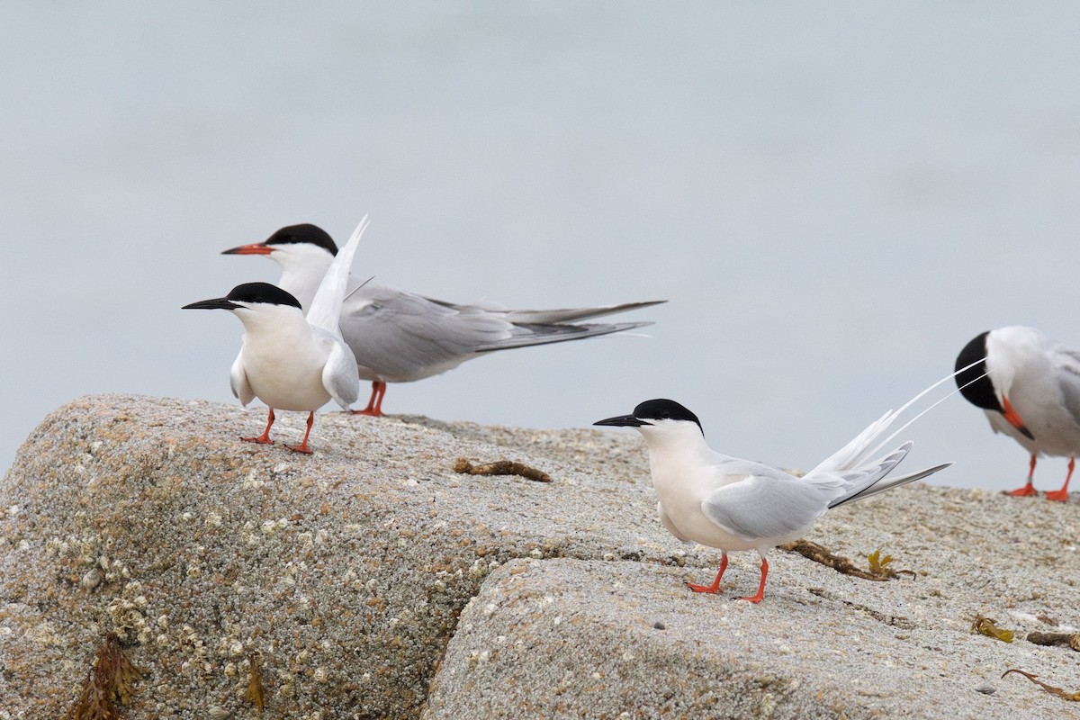 Roseate Tern - ML28015111