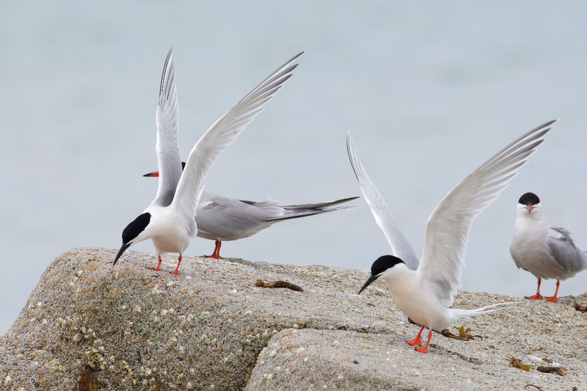 Roseate Tern - ML28015121