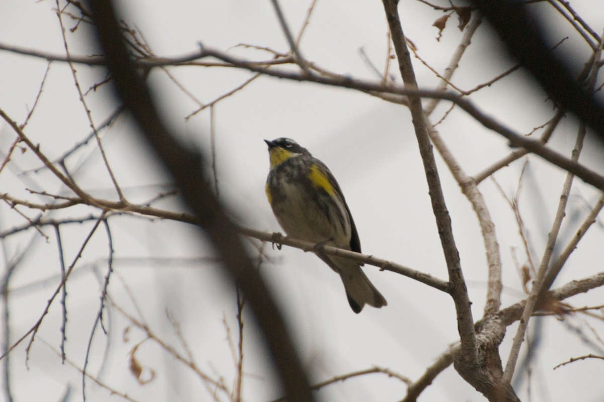 Yellow-rumped Warbler (Myrtle x Audubon's) - ML280152731