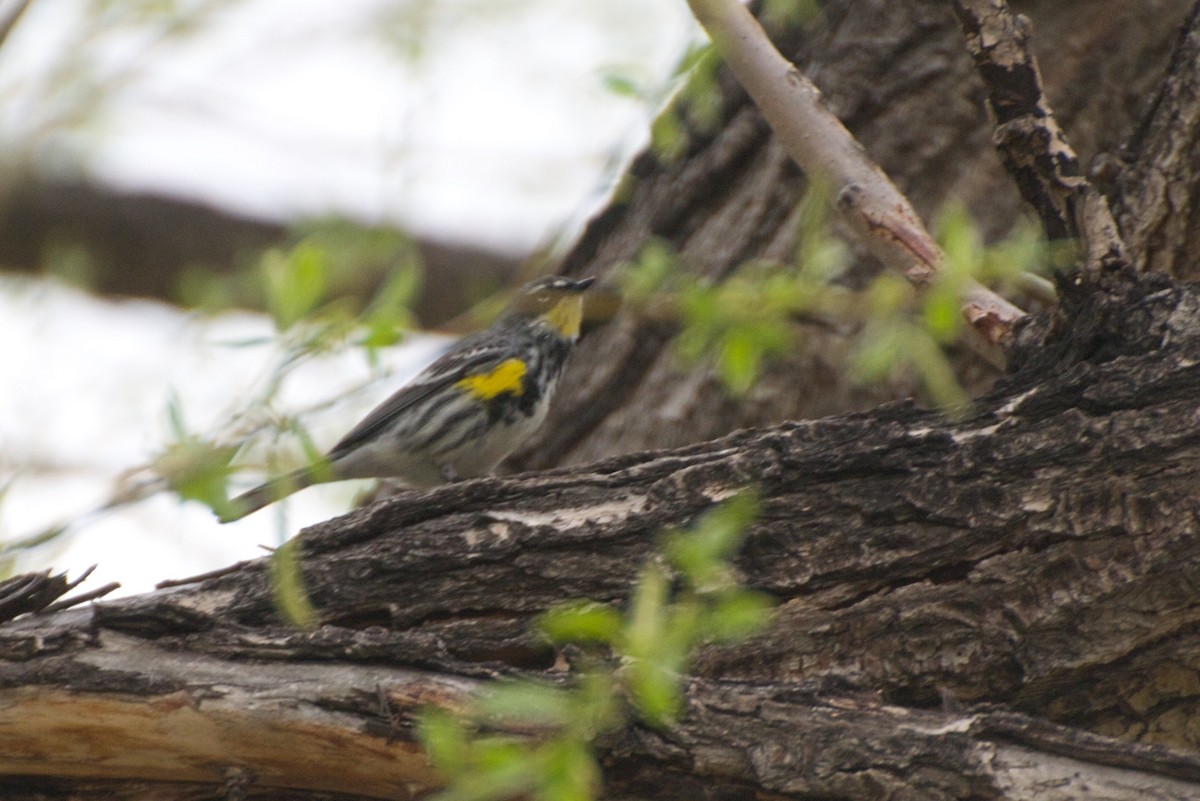 Yellow-rumped Warbler (Myrtle x Audubon's) - ML280152771