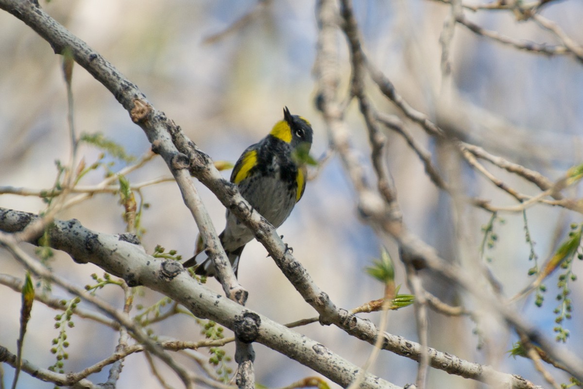 Yellow-rumped Warbler (Audubon's) - ML280152871