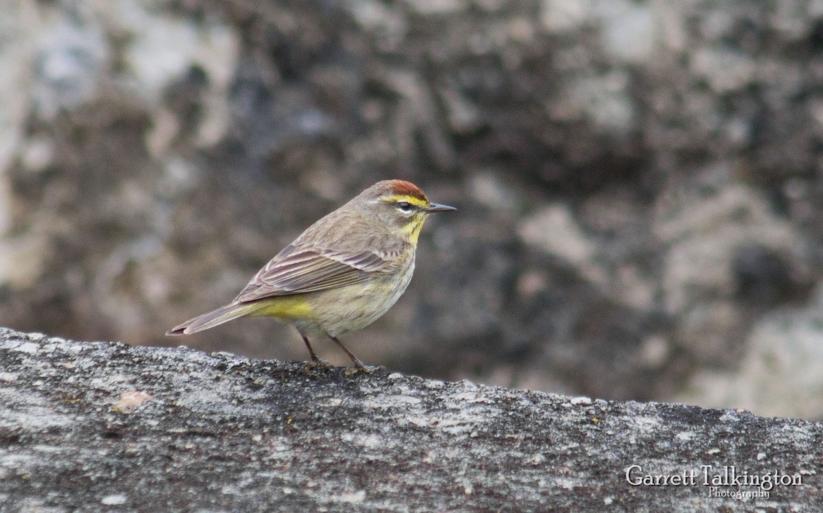Palm Warbler - ML28015331