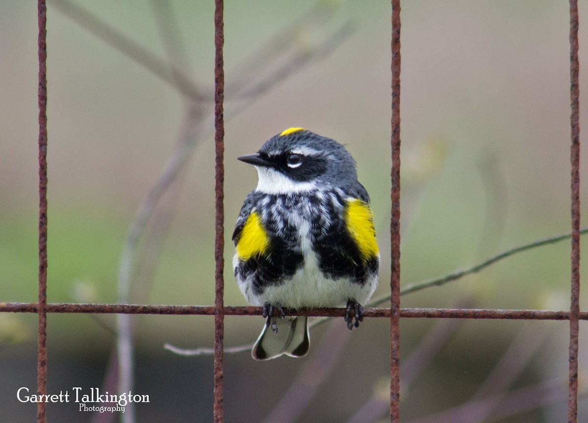 Yellow-rumped Warbler - ML28015351