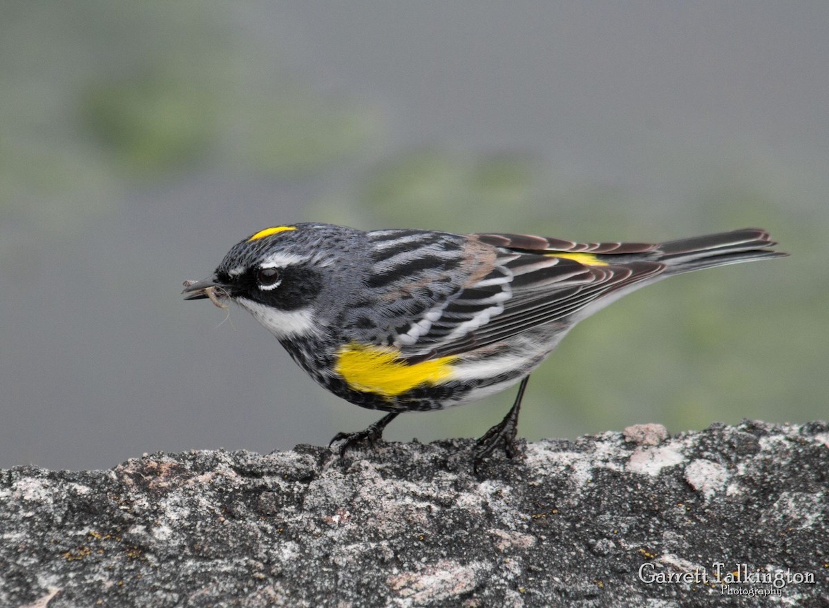 Yellow-rumped Warbler - ML28015361