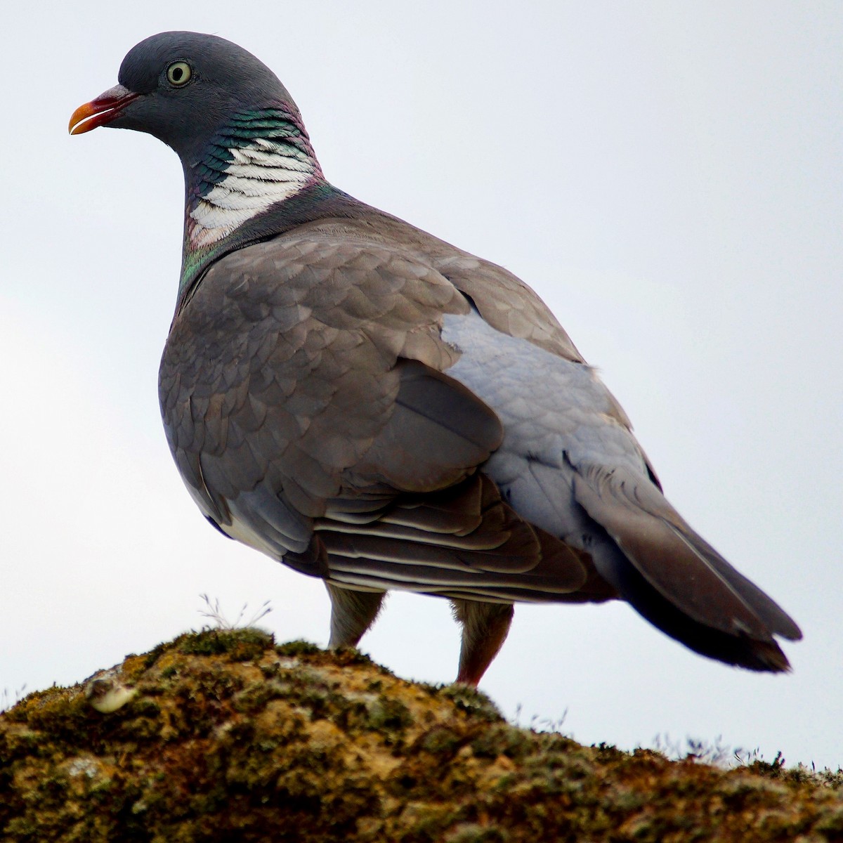 Common Wood-Pigeon - ML280153621