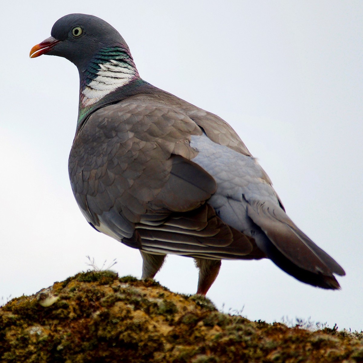 Common Wood-Pigeon - ML280153621