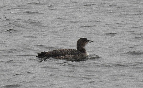 Common Loon - ML280155171