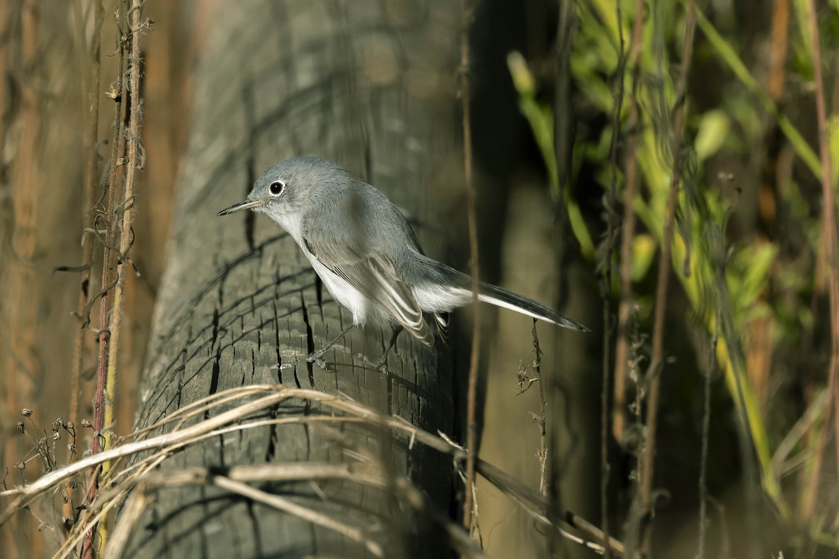 Blue-gray Gnatcatcher - ML280155541