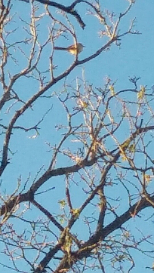 Blue-gray Gnatcatcher - ML28015641