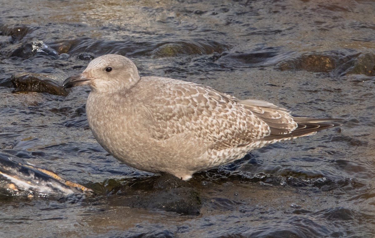 Herring x Glaucous-winged Gull (hybrid) - Liam Huber