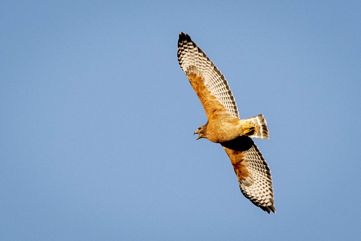 Red-shouldered Hawk - ML280156921