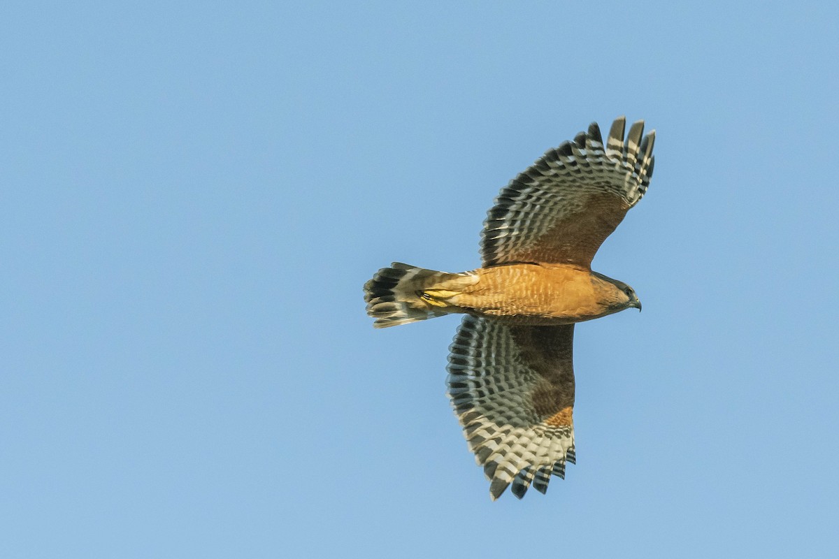 Red-shouldered Hawk - James McNamara