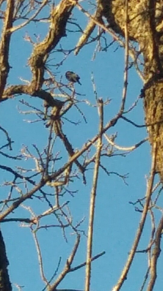 Red-winged Blackbird - ML28015711
