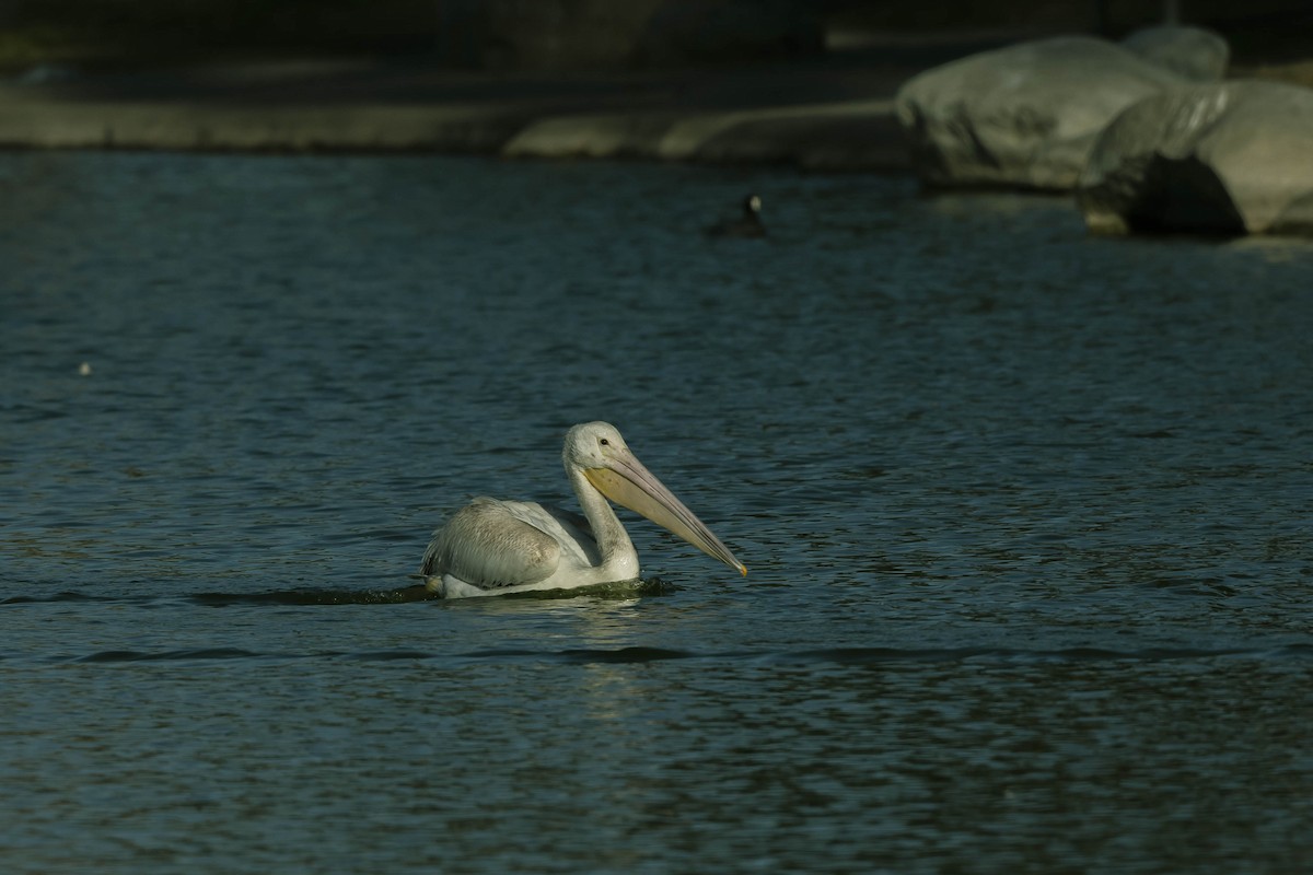 American White Pelican - ML280157791