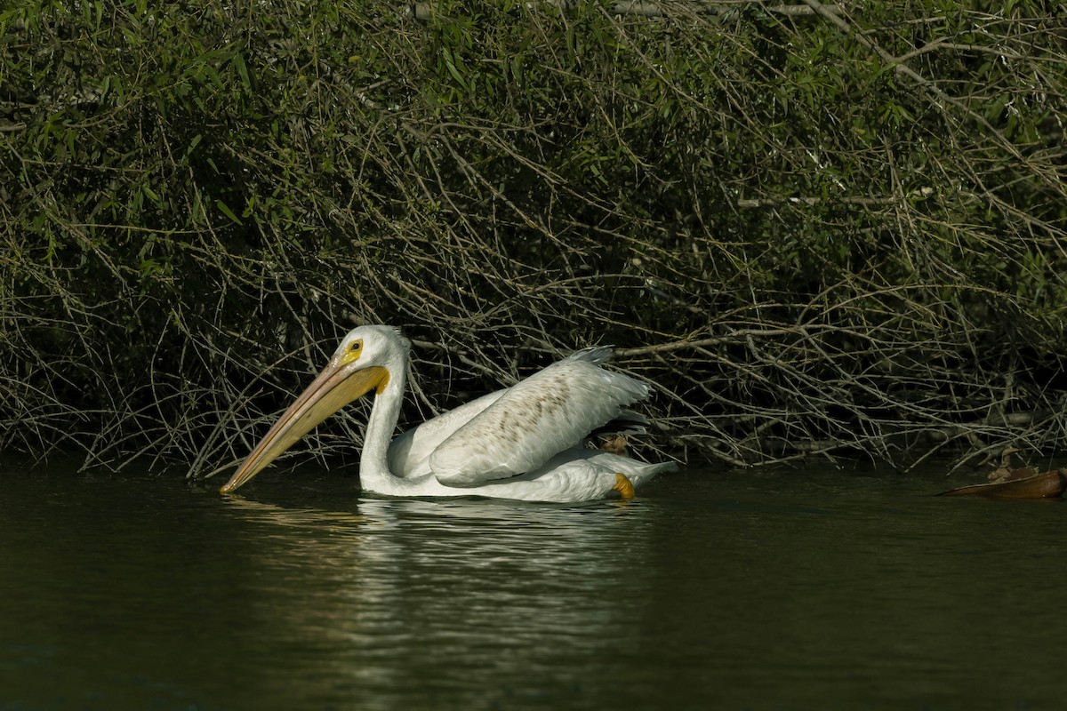 American White Pelican - ML280157801