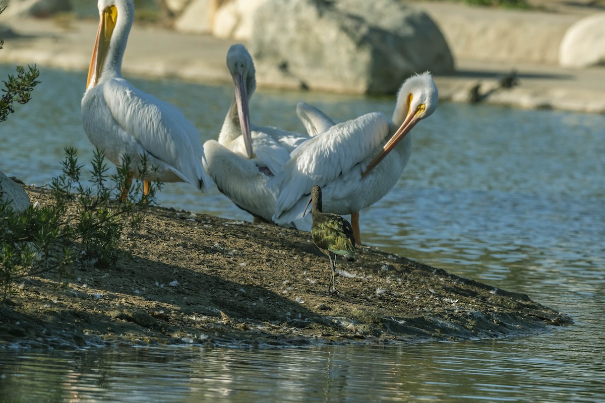 White-faced Ibis - ML280158021