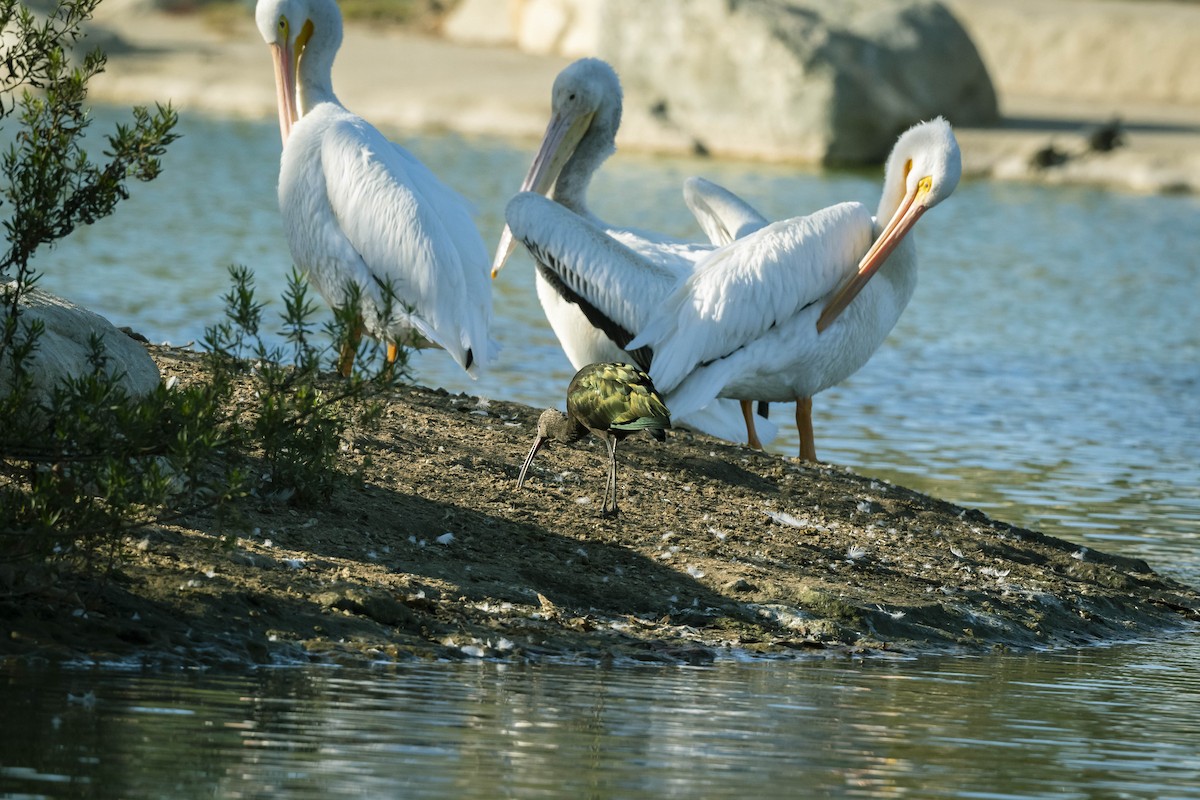 White-faced Ibis - ML280158071