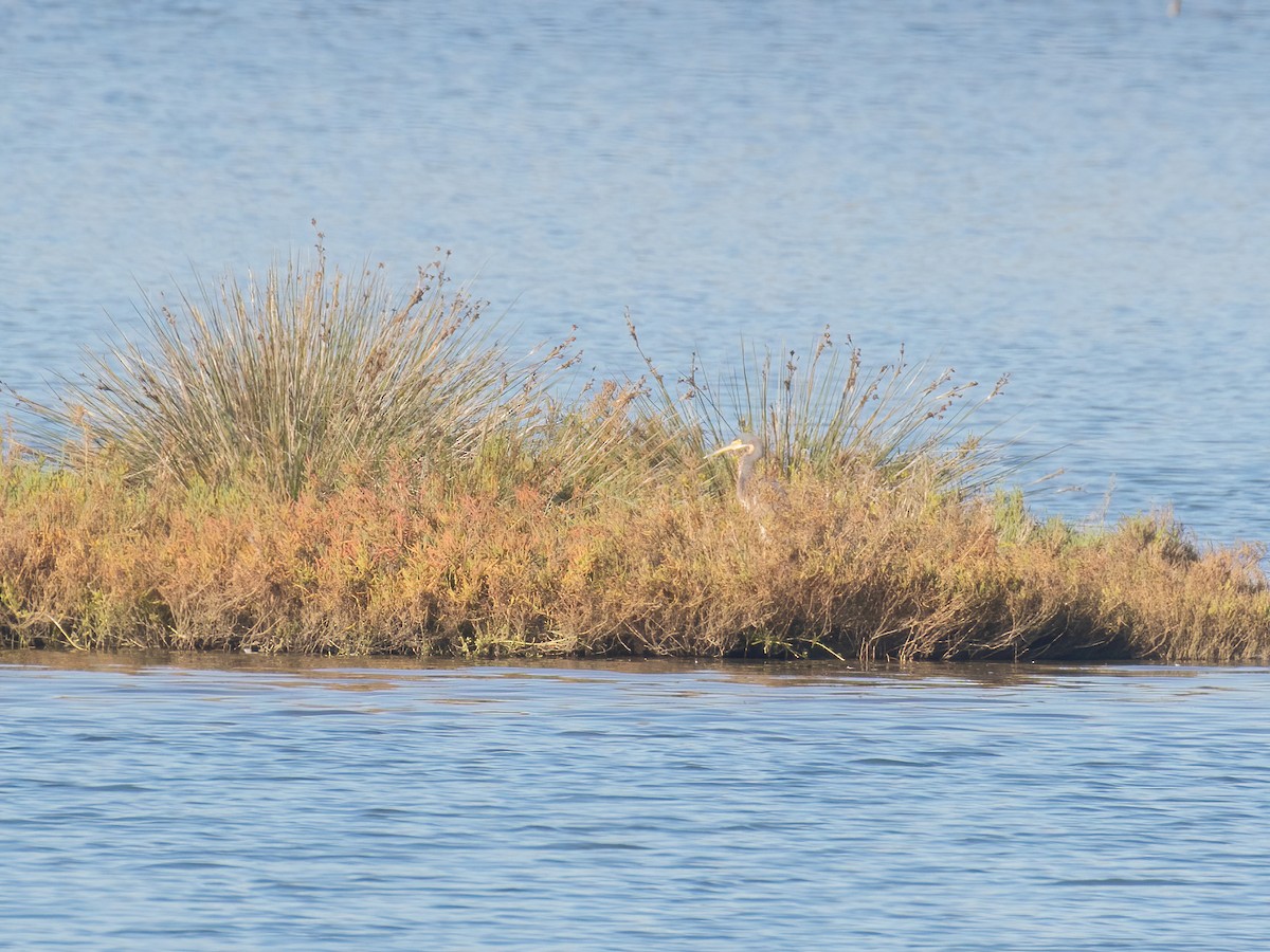 Tricolored Heron - ML280161441