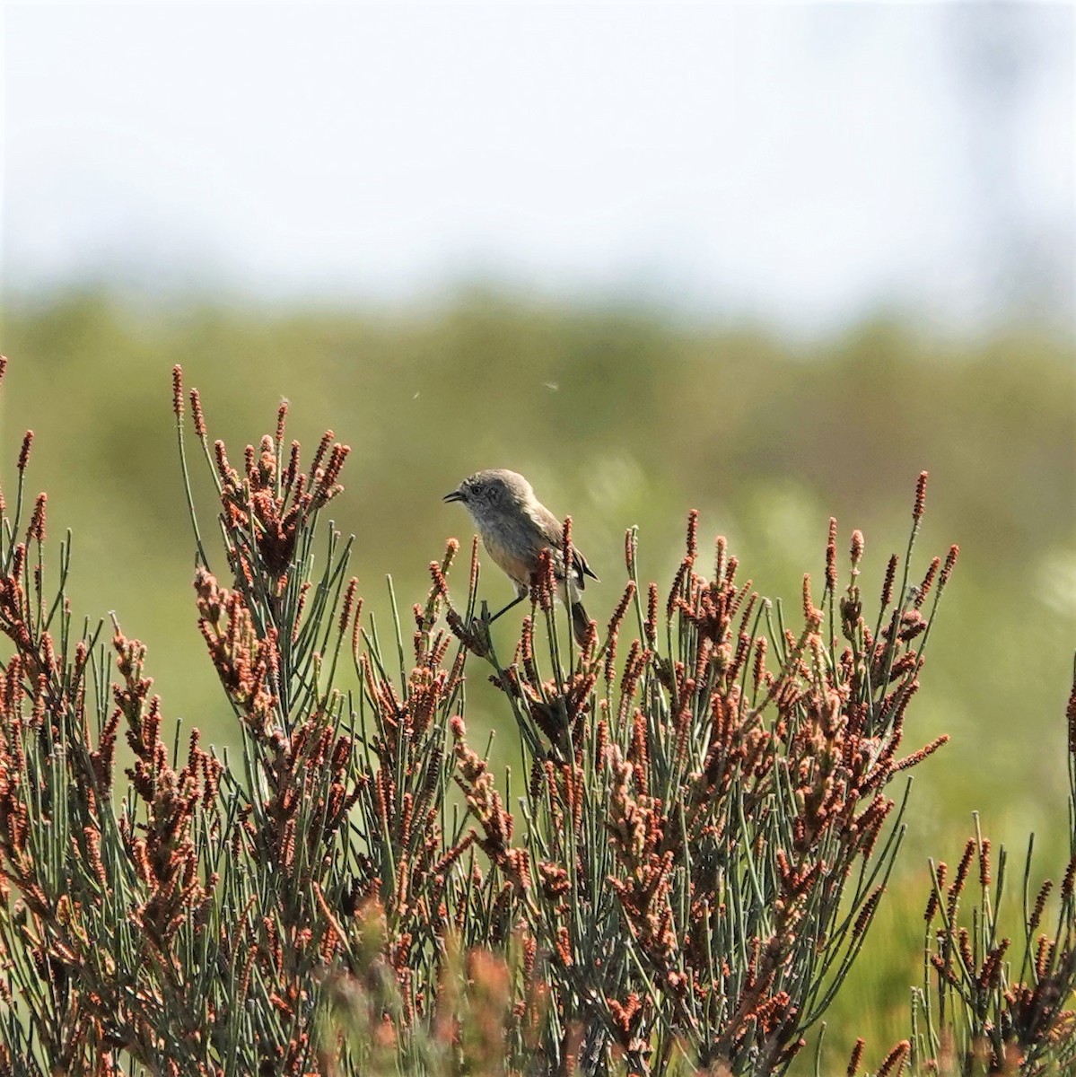 Slender-billed Thornbill - ML280161471