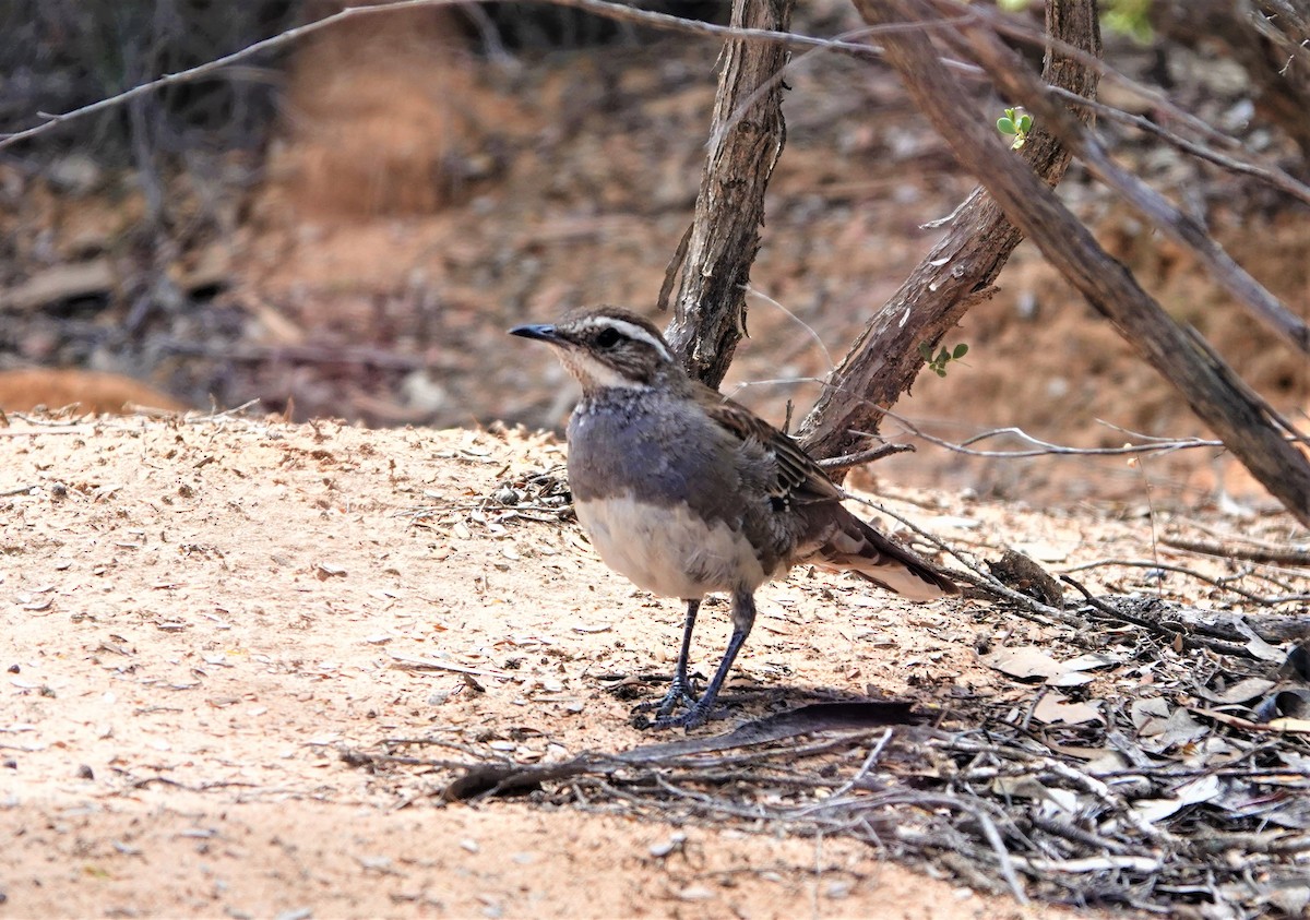 Chestnut Quail-thrush - Mark Camilleri