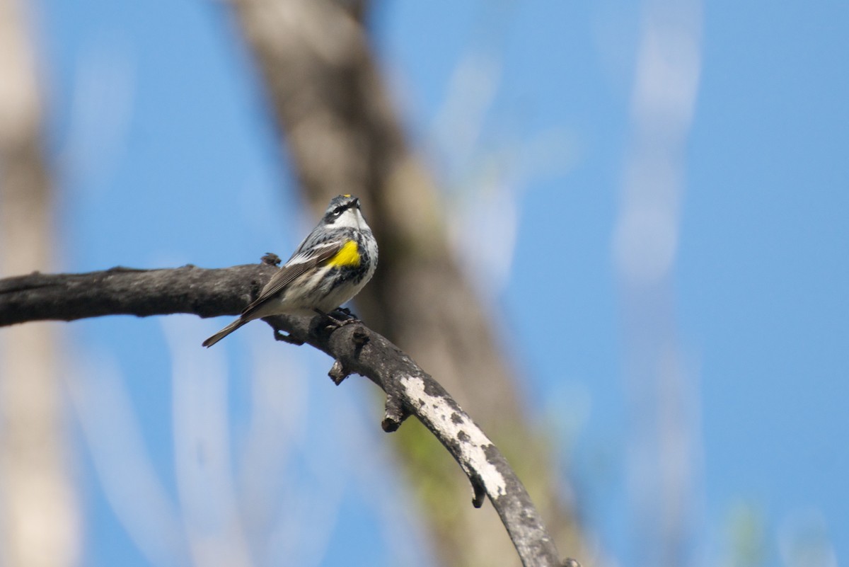Yellow-rumped Warbler (Myrtle) - ML280162501