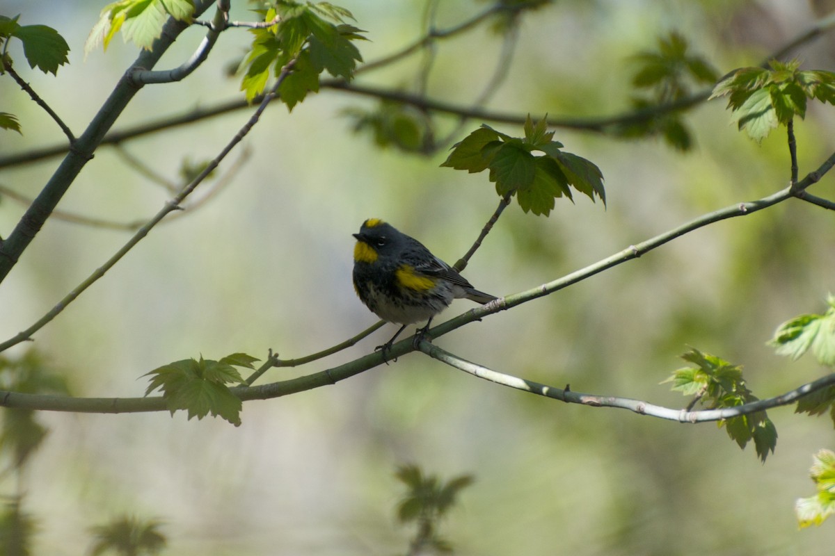 Yellow-rumped Warbler (Audubon's) - ML280162581