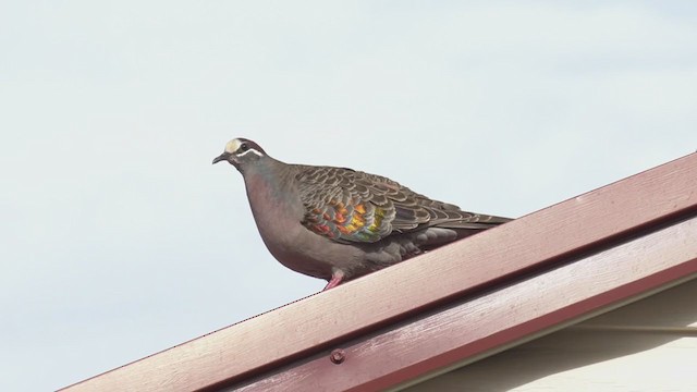 Common Bronzewing - ML280163171