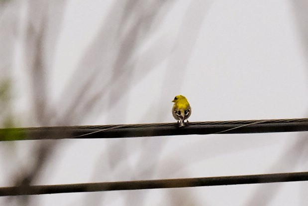 American Goldfinch - ML280163481