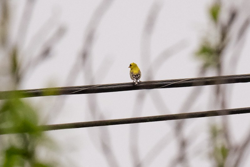 American Goldfinch - ML280163491