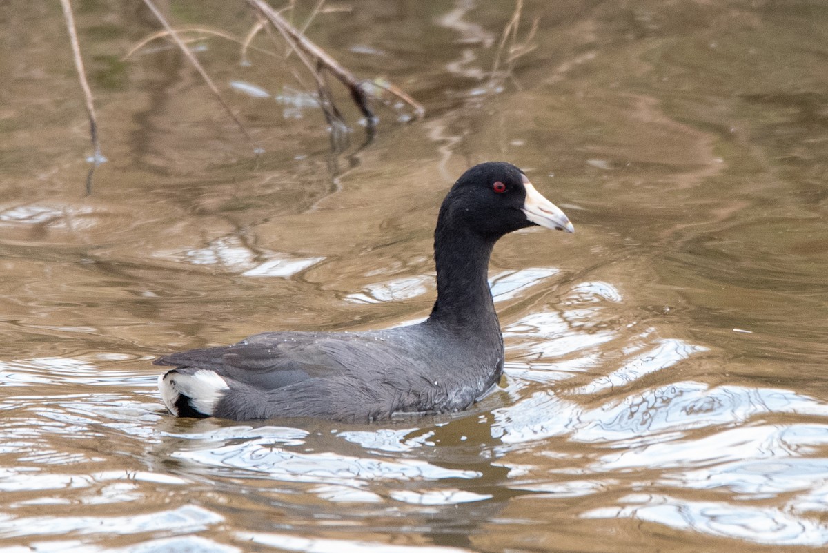 American Coot - Ian Campbell