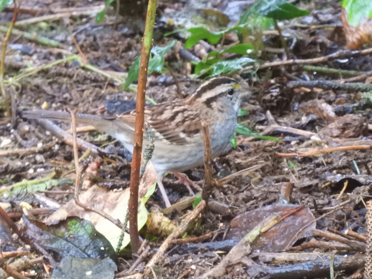 White-throated Sparrow - Cliff Cordy