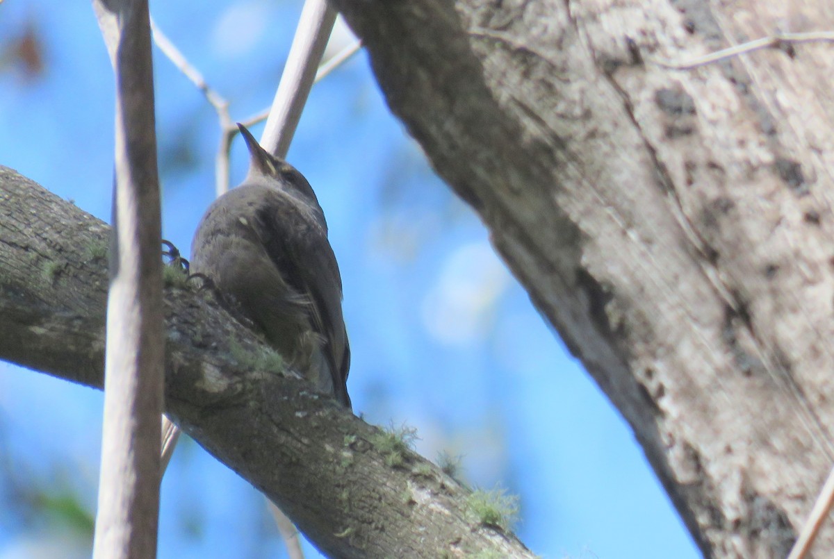 Red-browed Treecreeper - ML280164721