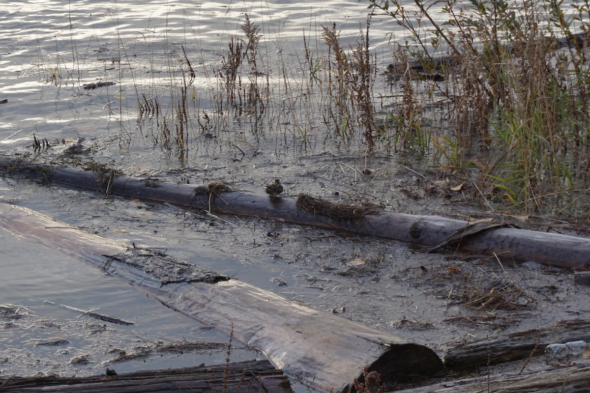 Wilson's Snipe - ML280164771