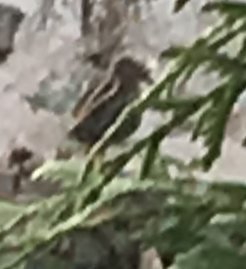 Wilson's Snipe - ML280164801