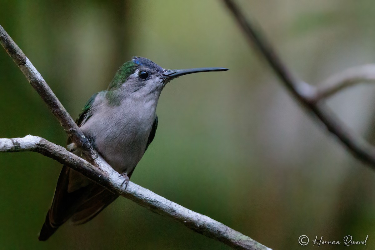 Wedge-tailed Sabrewing - ML280166611