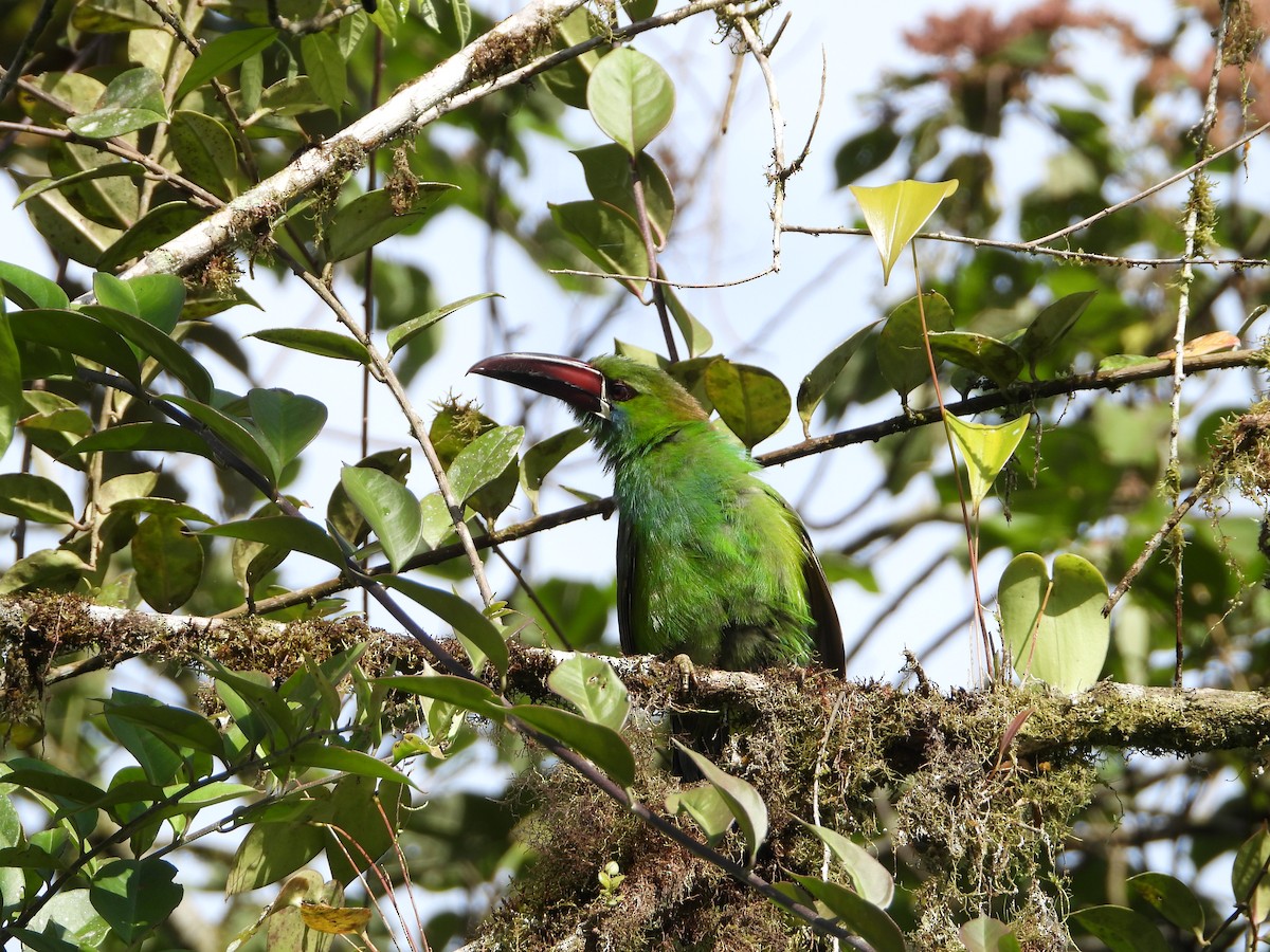 Crimson-rumped Toucanet - ML280167401