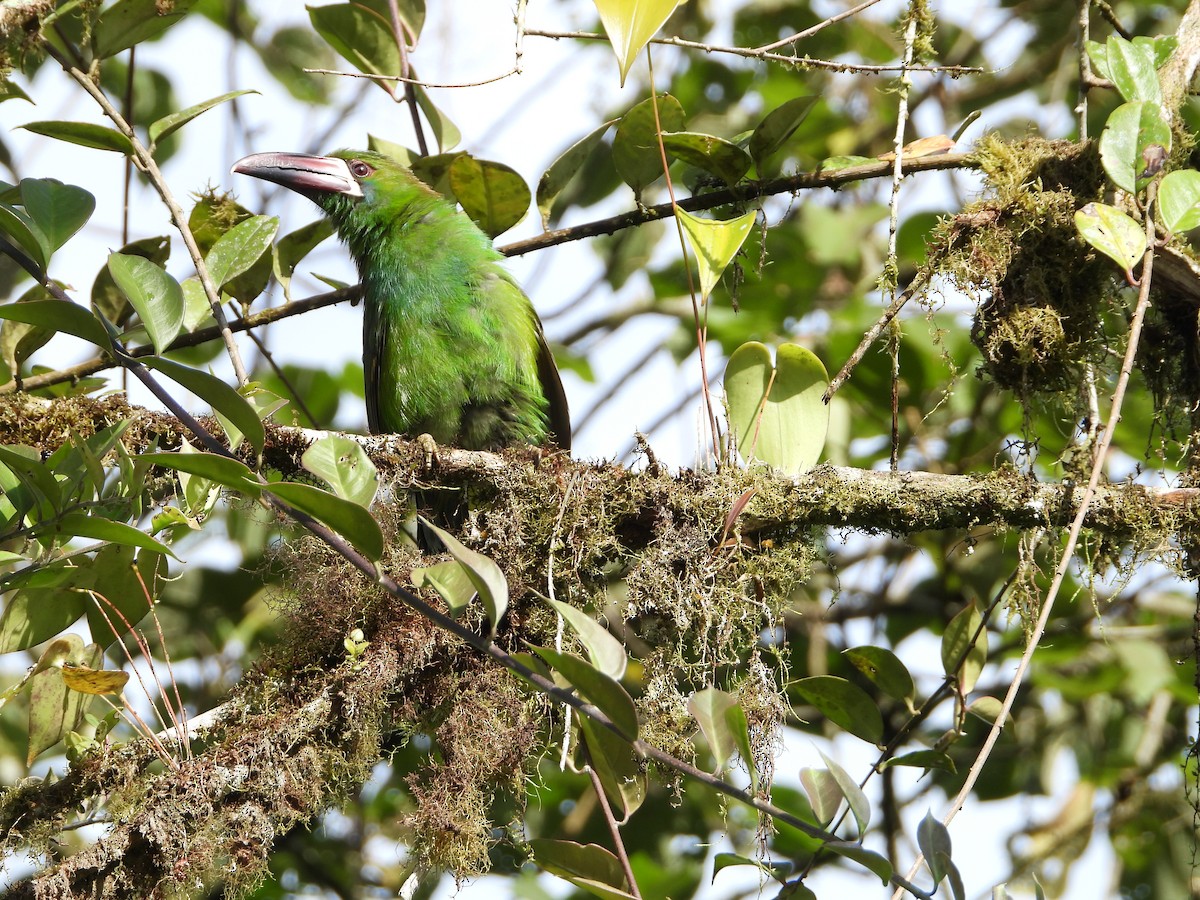 Toucanet à croupion rouge - ML280167451