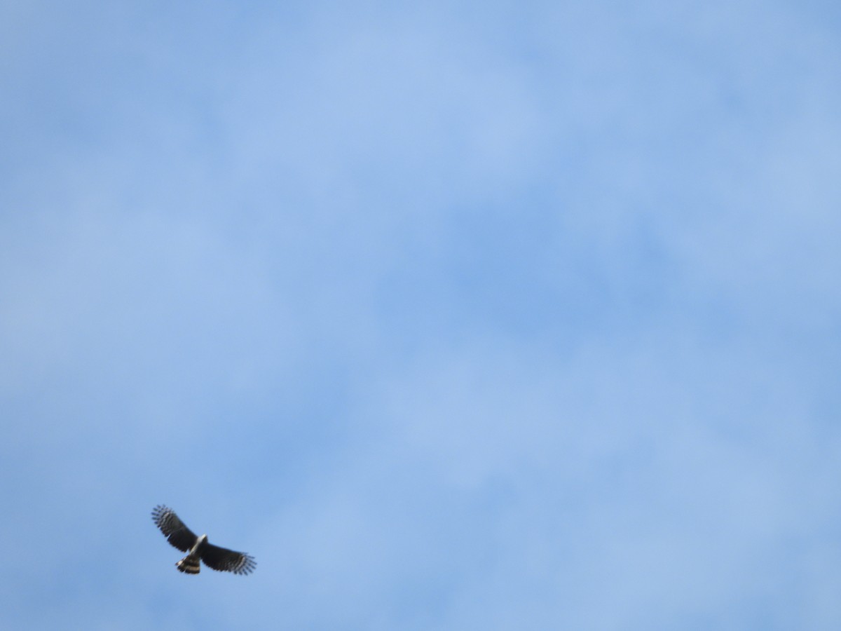 Roadside Hawk - ML280167591